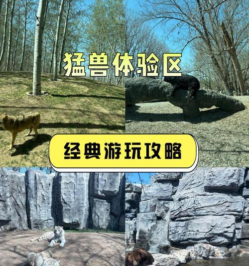 猛虎区的特色和优势是什么？