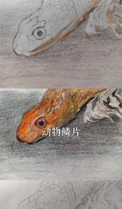 获取犰狳鳞片的方法是什么？